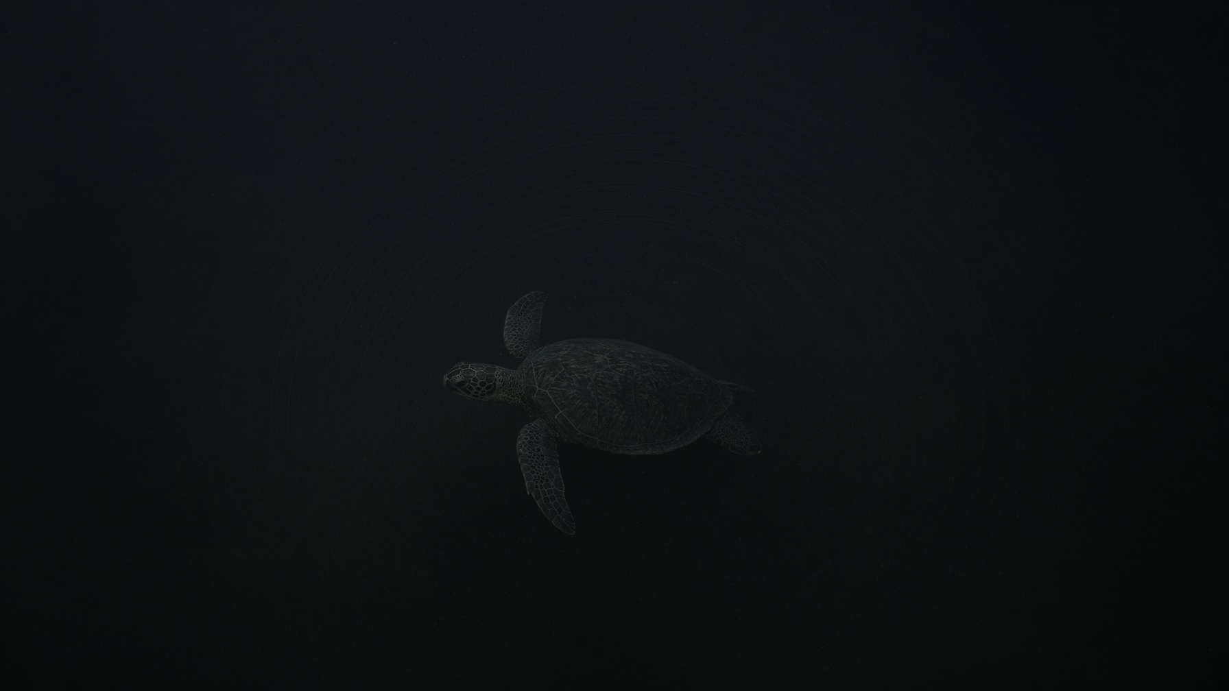 Generated interpretation of a sea turtle in dark water. A magnetic map is not a star compass.